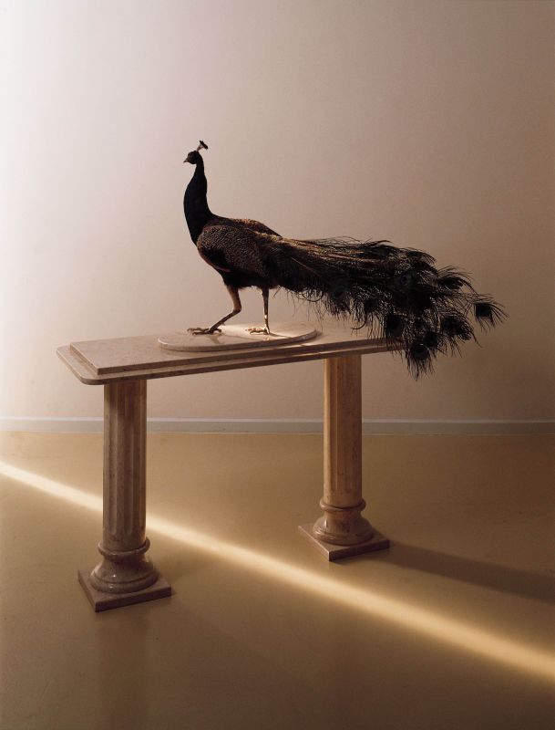 Peacock