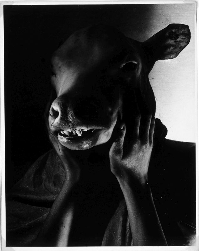 Calf's Head