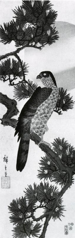 Hawk on a pine tree branch