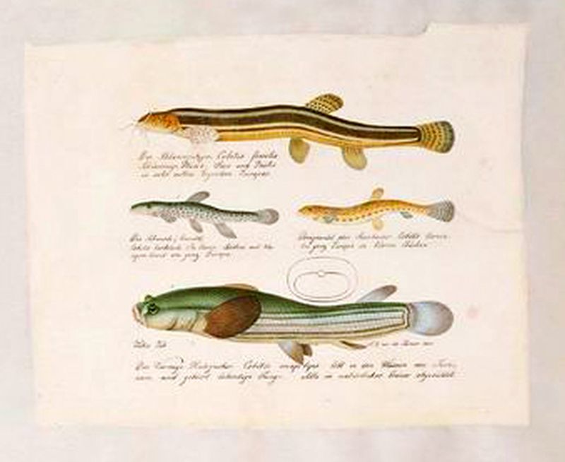 Fish