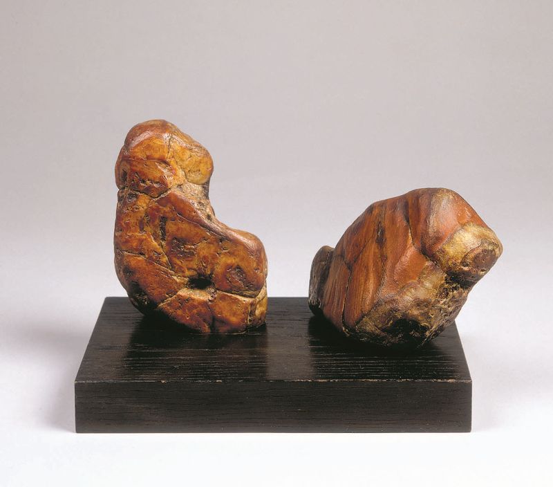 The Big Tortoise and the Big Chief (La grande tortue et le cacique)