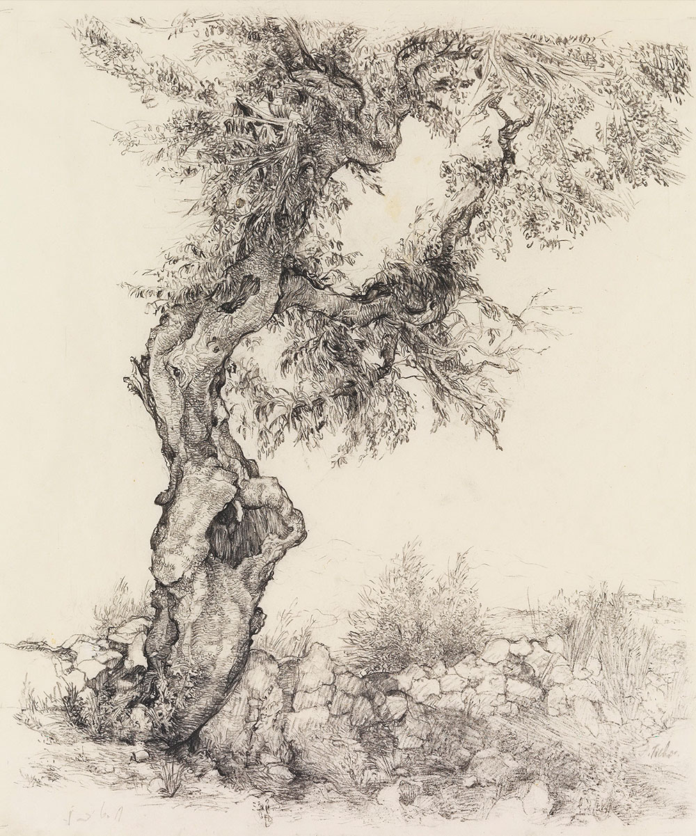 Anna Ticho, Israeli, born in Moravia 1894-1980 Olive Tree, 1935 Graphite on paper, 53.5x44 cm The Israel Museum, Jerusalem Anna Ticho Bequest